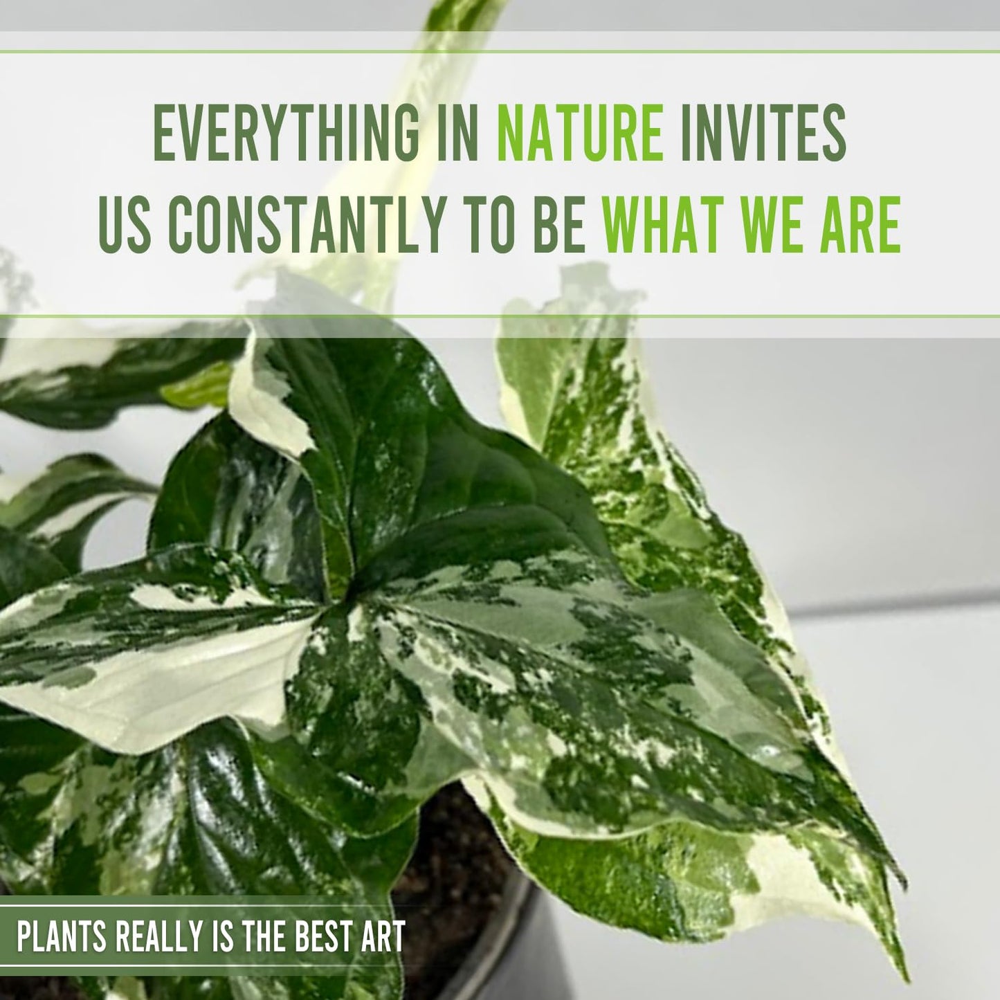 LEAL PLANTS ECUADOR Syngonium Podophyllum Albo Variegated - Elephant Ear House Plant|Syngonium Live Plant Variegated Live Houseplant| Perfect for Home Decor, Unique Gift for Plant Lover