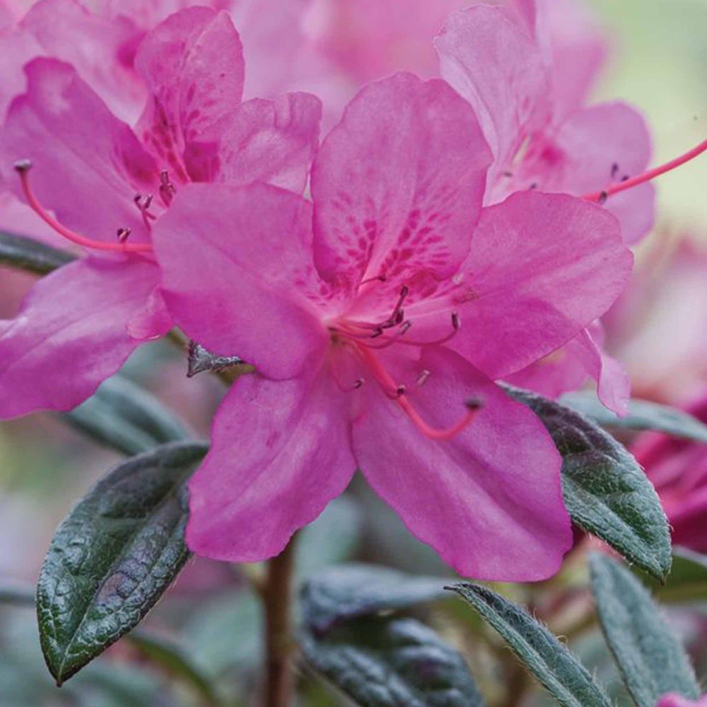 Perfect Plants Encore Autumn Amethyst Azalea in 1 Gallon Pot | Live Flowering Shrub for Landscape & Gardens | Purple Flowers | Hardy Plant for Foundation & Border | Zones 6-10