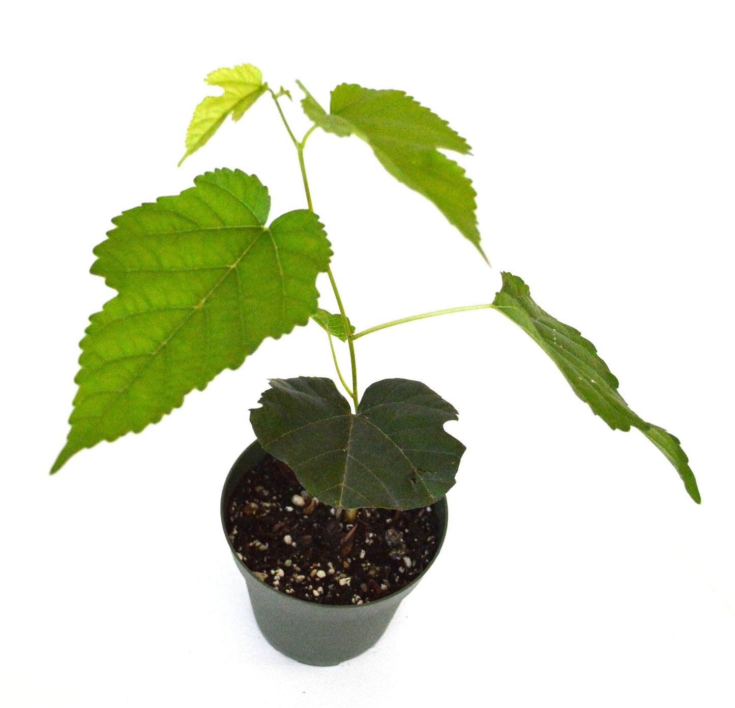 Dwarf Everbearing Mulberry Plant - Morus nigra - Sweet Fruit - 4" Pot