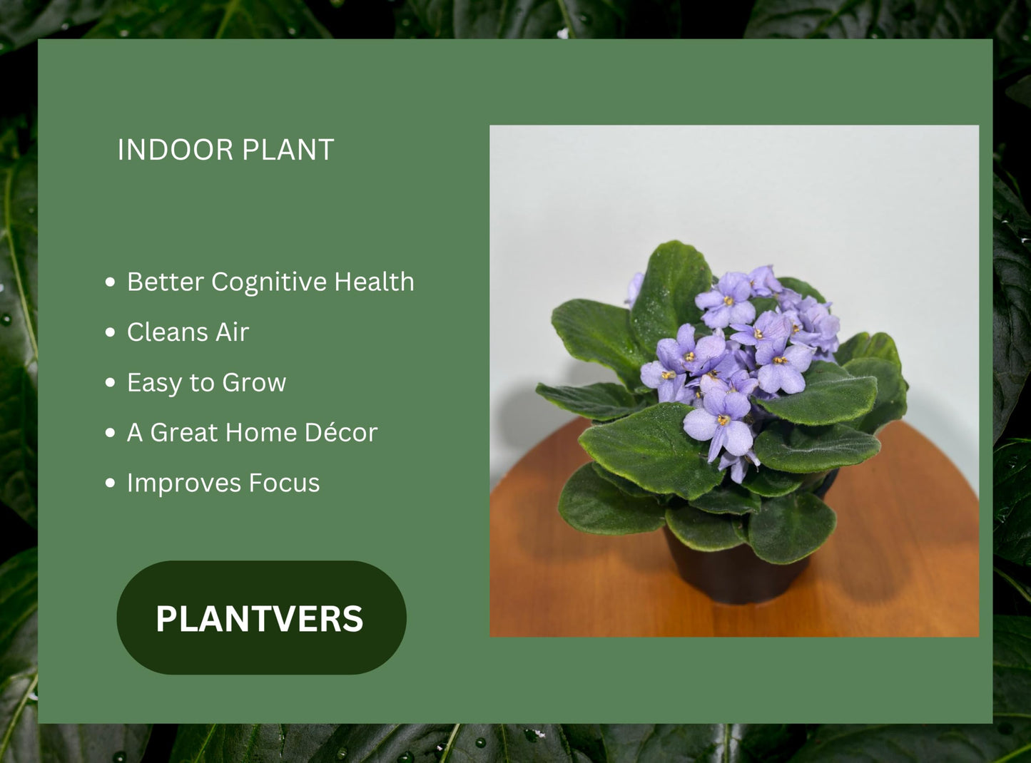 PLANTVERS African Violet Light Purple in 4” Grow Pot - Saintpaulia Ionantha - Light Puple Violets - Indoor Blooming Flower Plant - Flowering Terrarium Plant