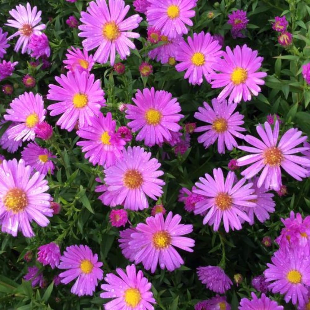 2 Aster Plants Live, Asters Perennial Live Plants, 5 to 7 Inc Tall, Flower Plant for Gardening (Pink)