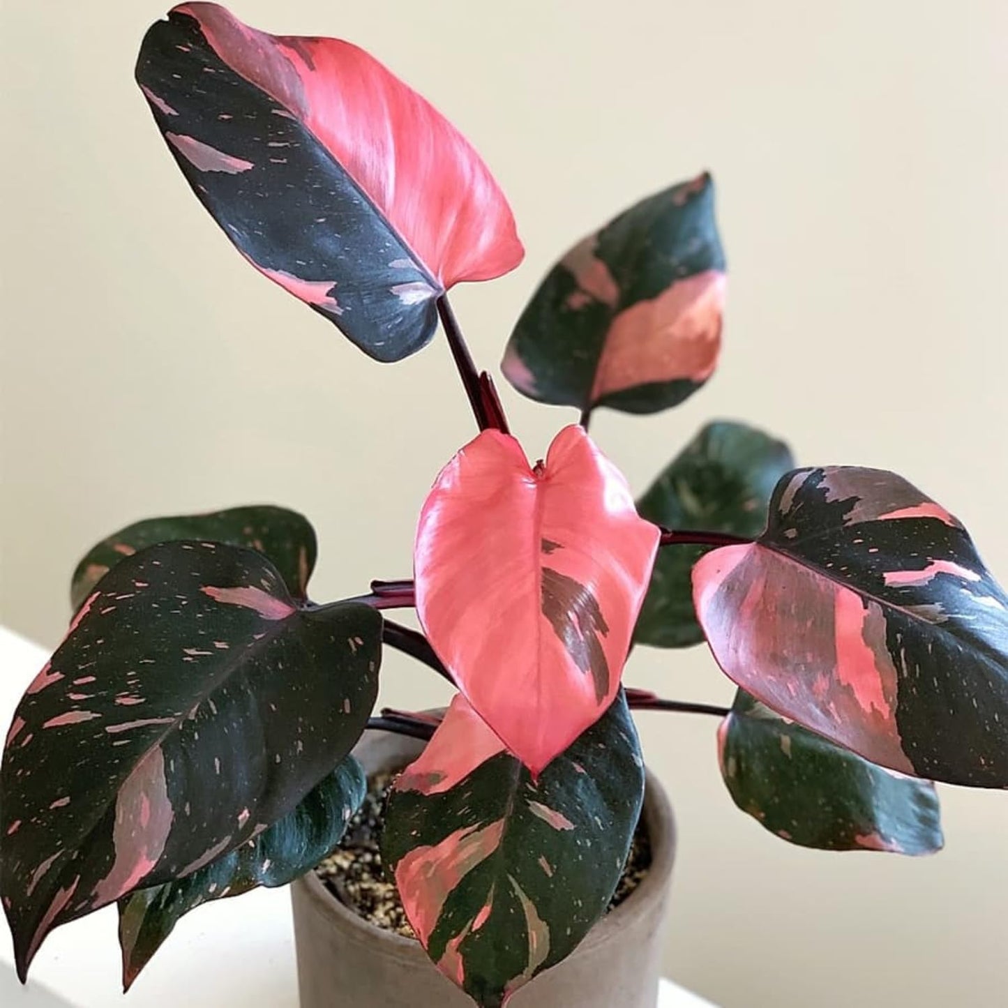 Philodendron Plant Prince of Pink Live Plant - 4-9" Tall Houseplant Ornaments Perennials Garden Growing Planting Can Grow