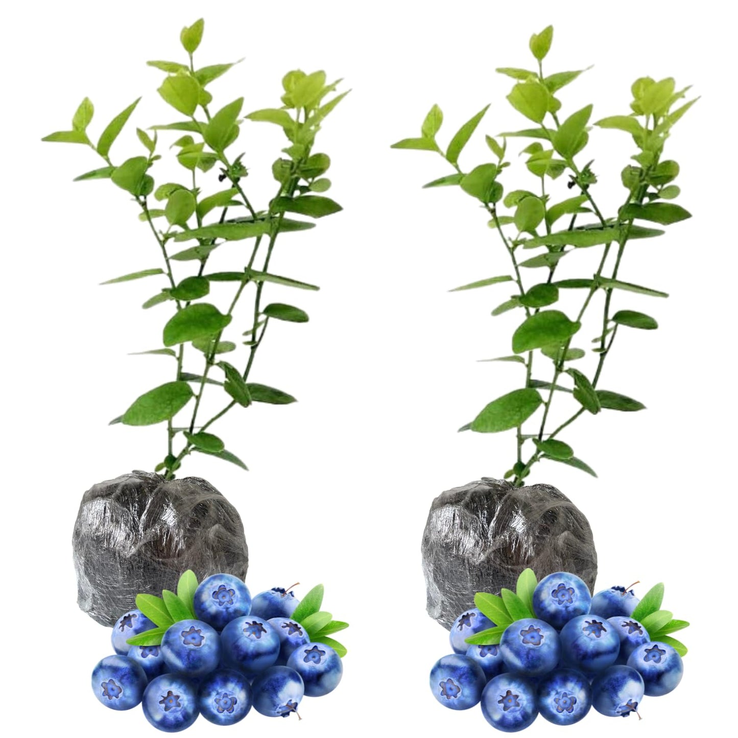 2 Emerald Blueberry Bush Live Plant, Blueberry Plants Live for Planting 5 to 8 Inch Tall, Sweet Blueberries Fruit Seedlings