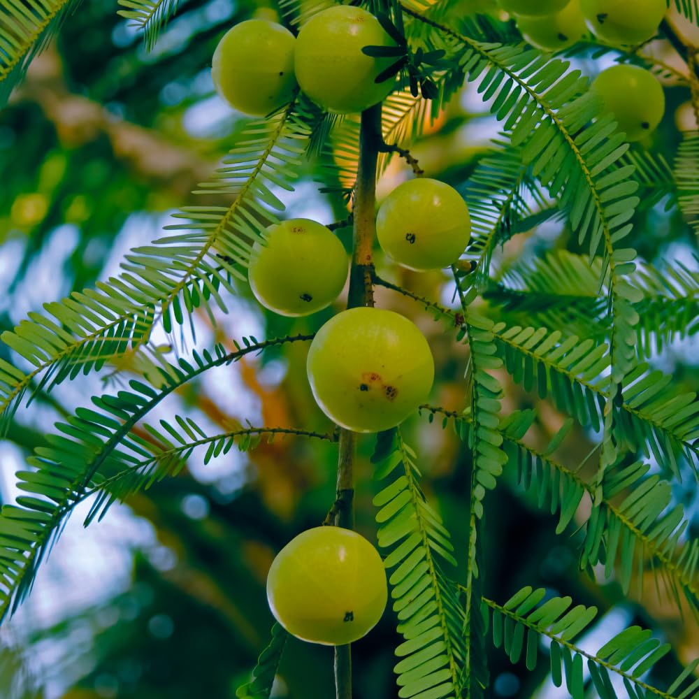 Green Gooseberry Plant Live for Planting, 5 to 9 Inc Long, Sweet Gooseberry Bushes Live Plant Growing