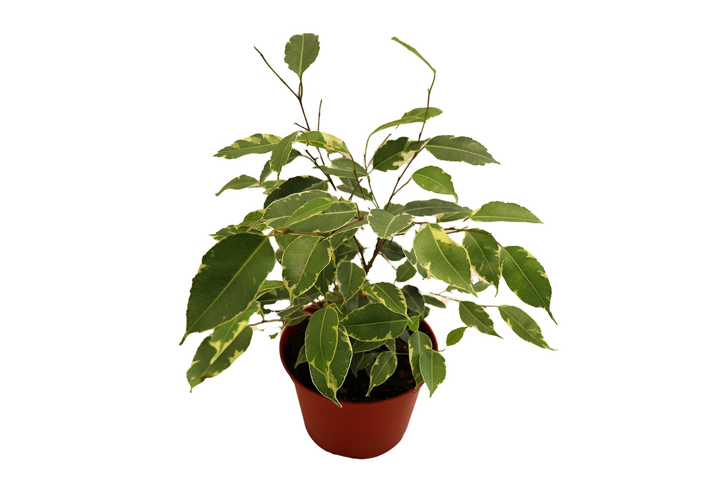 Weeping Fig Tree - Ficus Benjamina Variegated - 4'' from California Tropicals