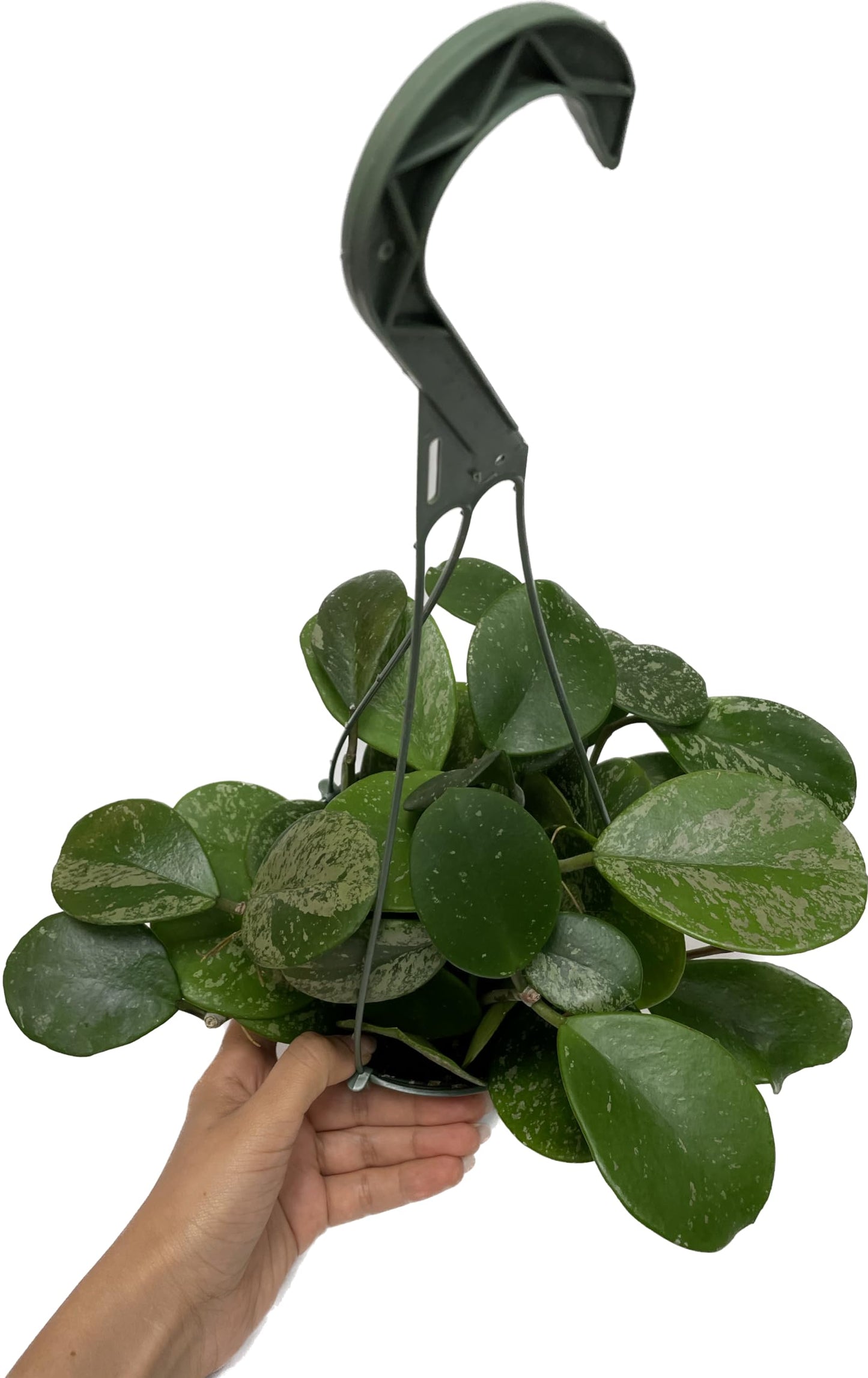 Hoya Obovata Spalsh Available in 2" Pot, 4" Pot, and 6" Hanging Pot Hoya Live Plants Live Houseplants California Seller (2 Small Plants, 4" Pot)