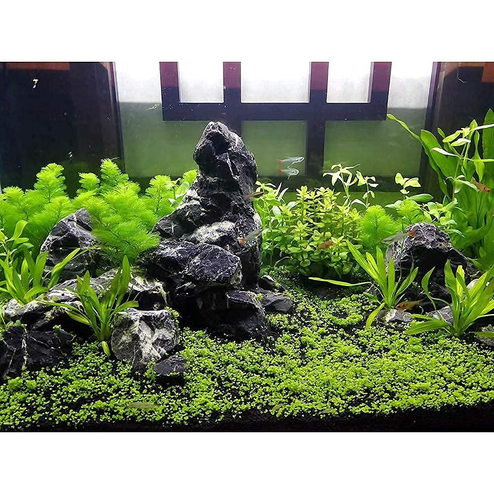 LANDEN Natural Tonwa Stones Slate Stones for Aquariums Terrariums, Paludarium,Vivariums, Reptile and Amphibian Enclosures (17lbs, 2 to 8 inches)