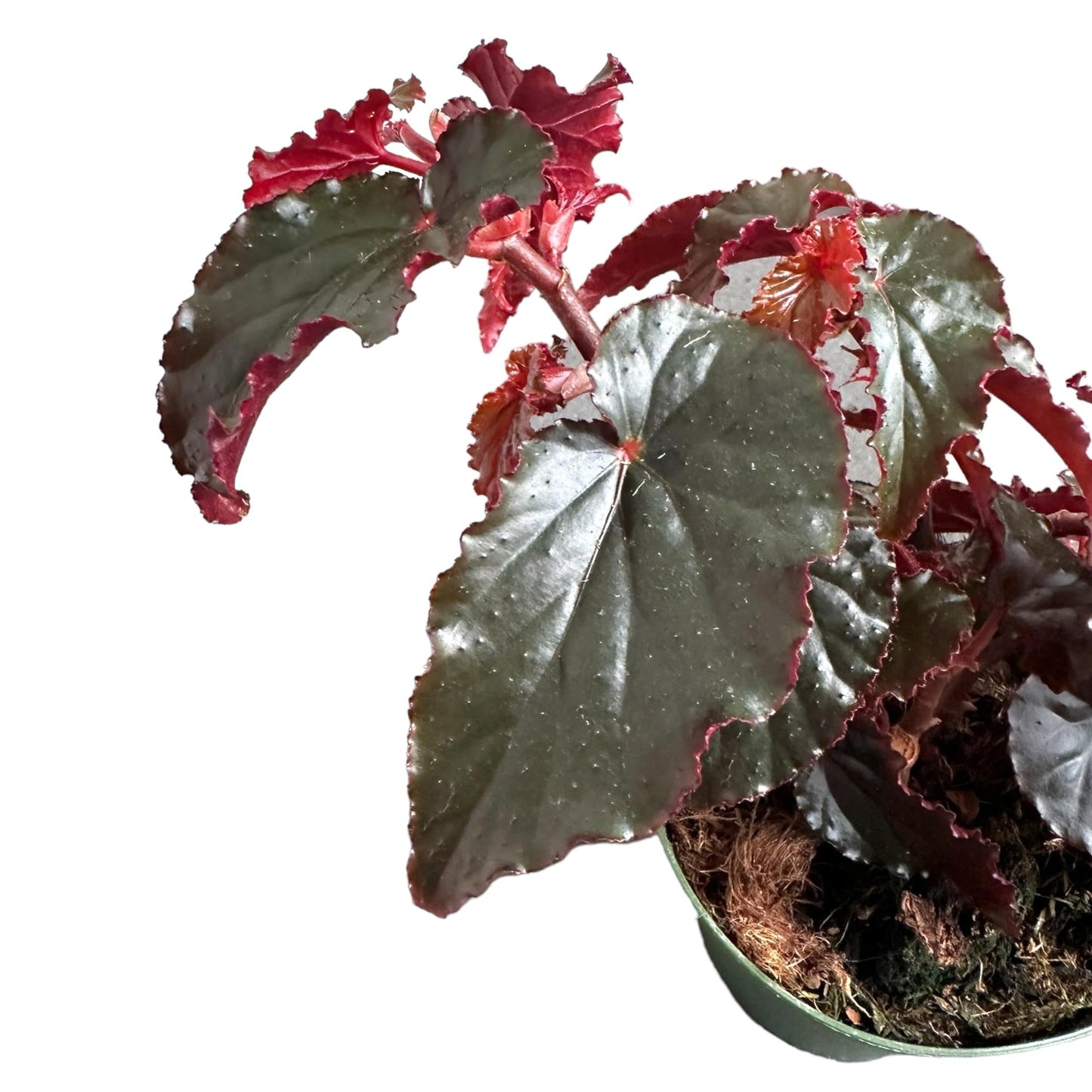 Hopewind plants shop Begonia Black Magic, Begonia Rex, 4 inch Pot, Very Unique and Easy to Care Live Plant