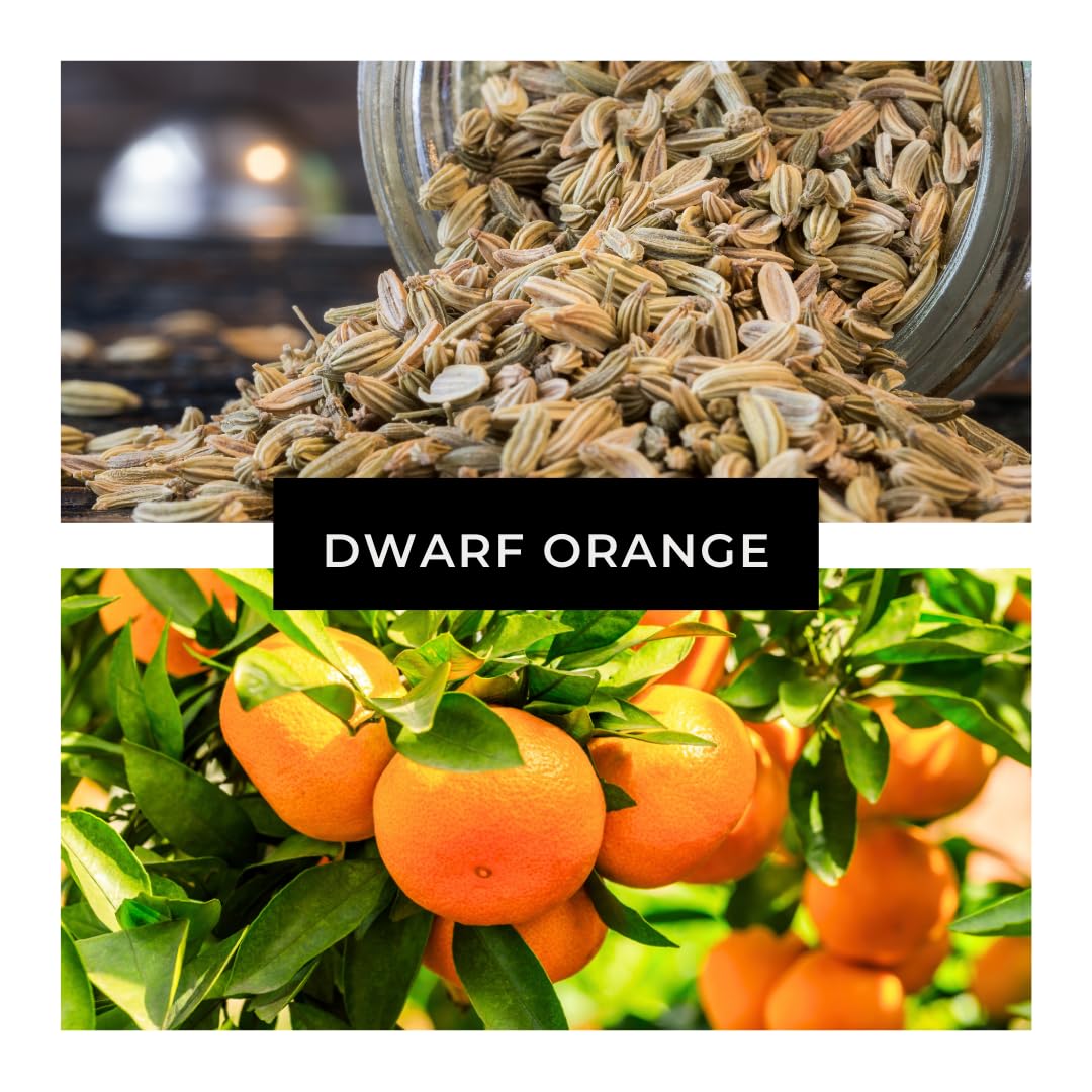 Dwarf Orange Seeds for Planting – 10 Hardy Orange Seeds – Grow Compact, Fruit-Bearing Trees or Bonsai