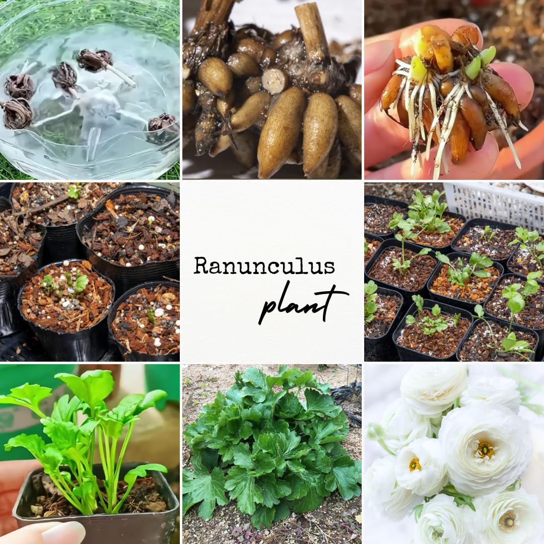 25 Ranunculus Bulbs for Spring Planting, Perennial Flowers Bulbs for Gardens, Vibrant Peony Buttercup Corms for Outdoor Borders (White Ranunculus)