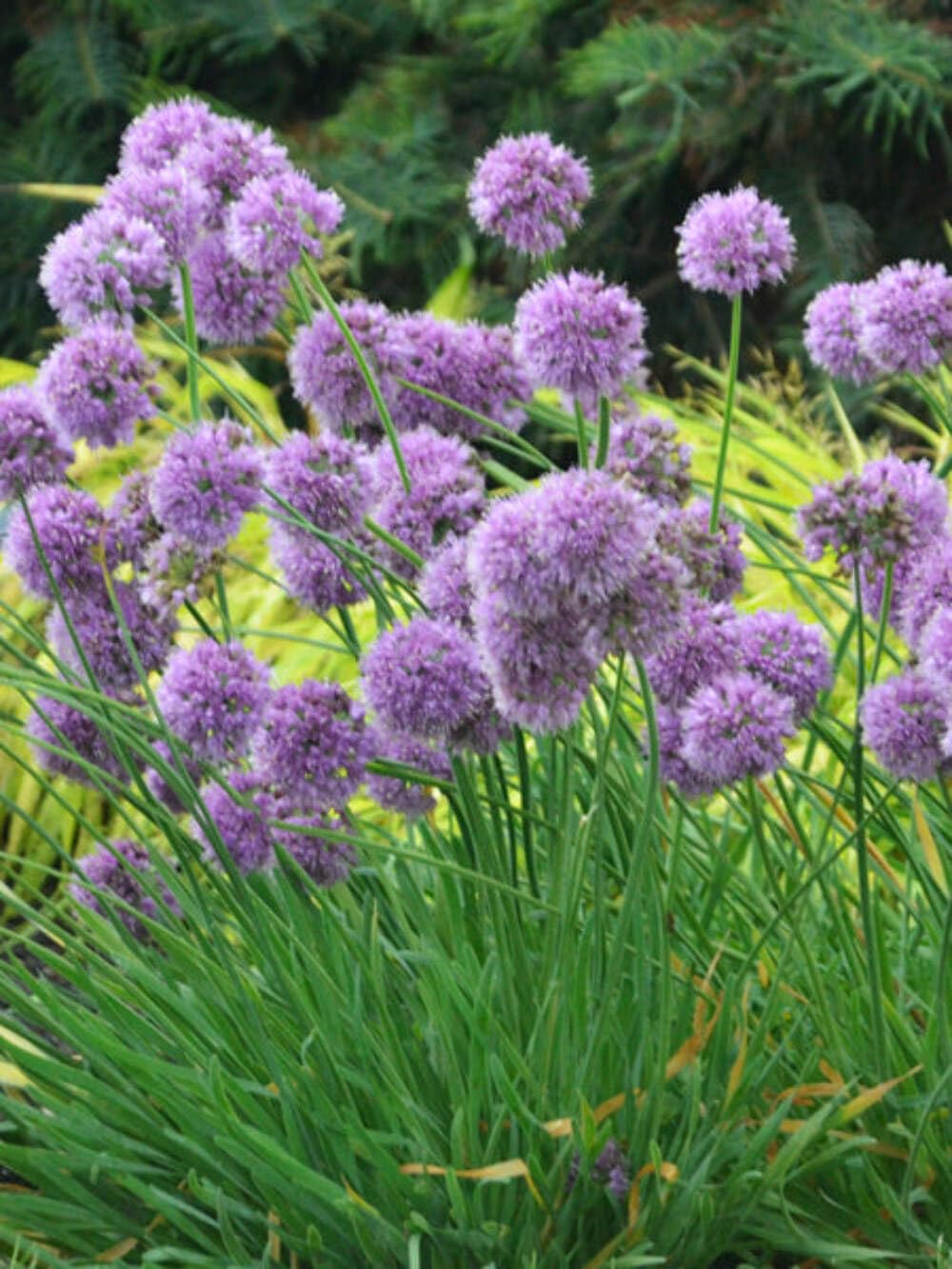 Perennial Farm Allium 'Medusa' – Live Ornamental Onion in #1 Container, Lavender-Purple Blooms with Twisting Stems, Deer Resistant, Pollinator Friendly, Great for Borders, Beds & Rock Gardens