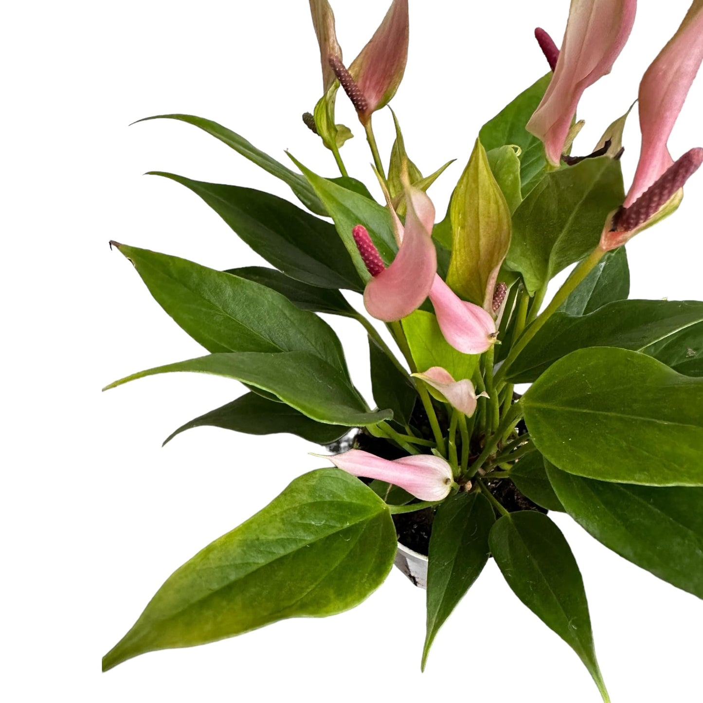 Hopewind Plants Shop Anthurium (12"-14" Tall) Unique and Gorgeous Live Indoor Plant, Easy Care and Easy to Grow, Bloom Plant, 4 inch Pot (Lily Pink)