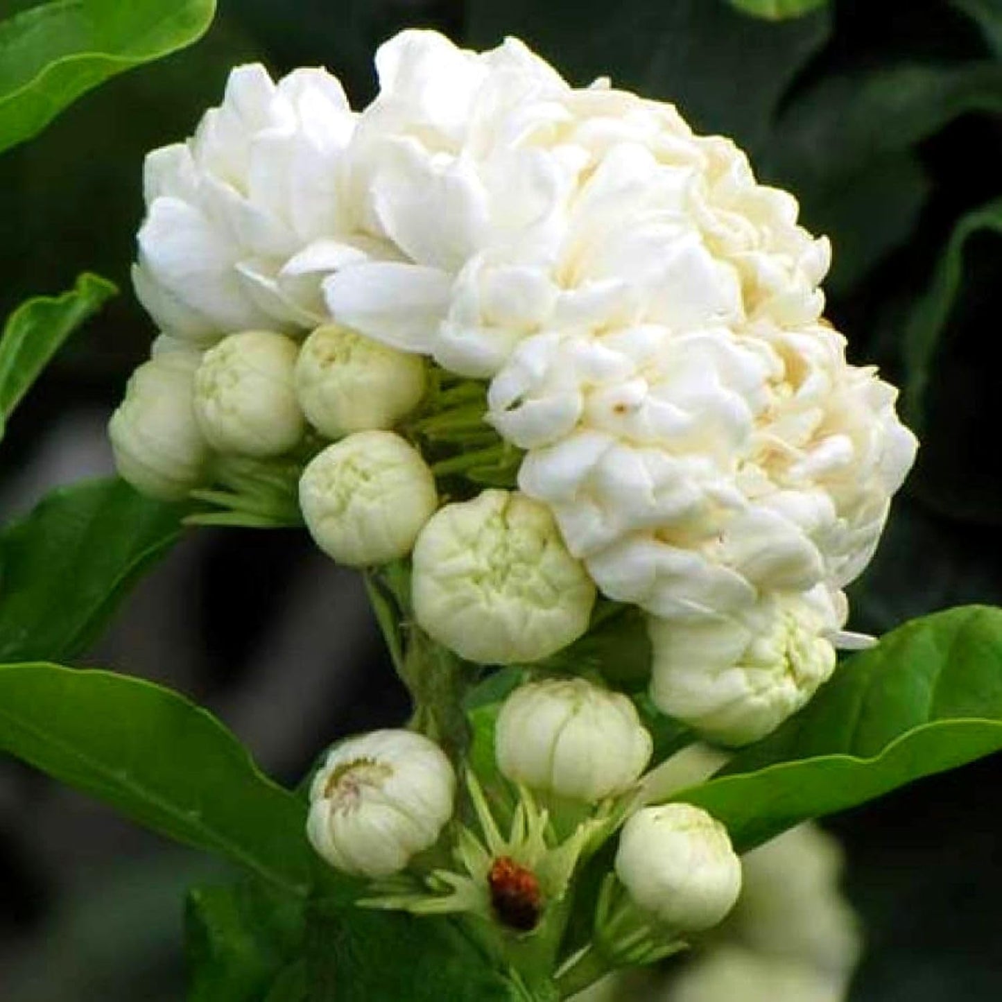 2 Double White Jasmine Plants Live, Live Jasmine Plants, Grand Duke of Jasmine Live Plants, 4 to 6 Inc Long, Sambac Jasmine Live Plants for Grow Garden