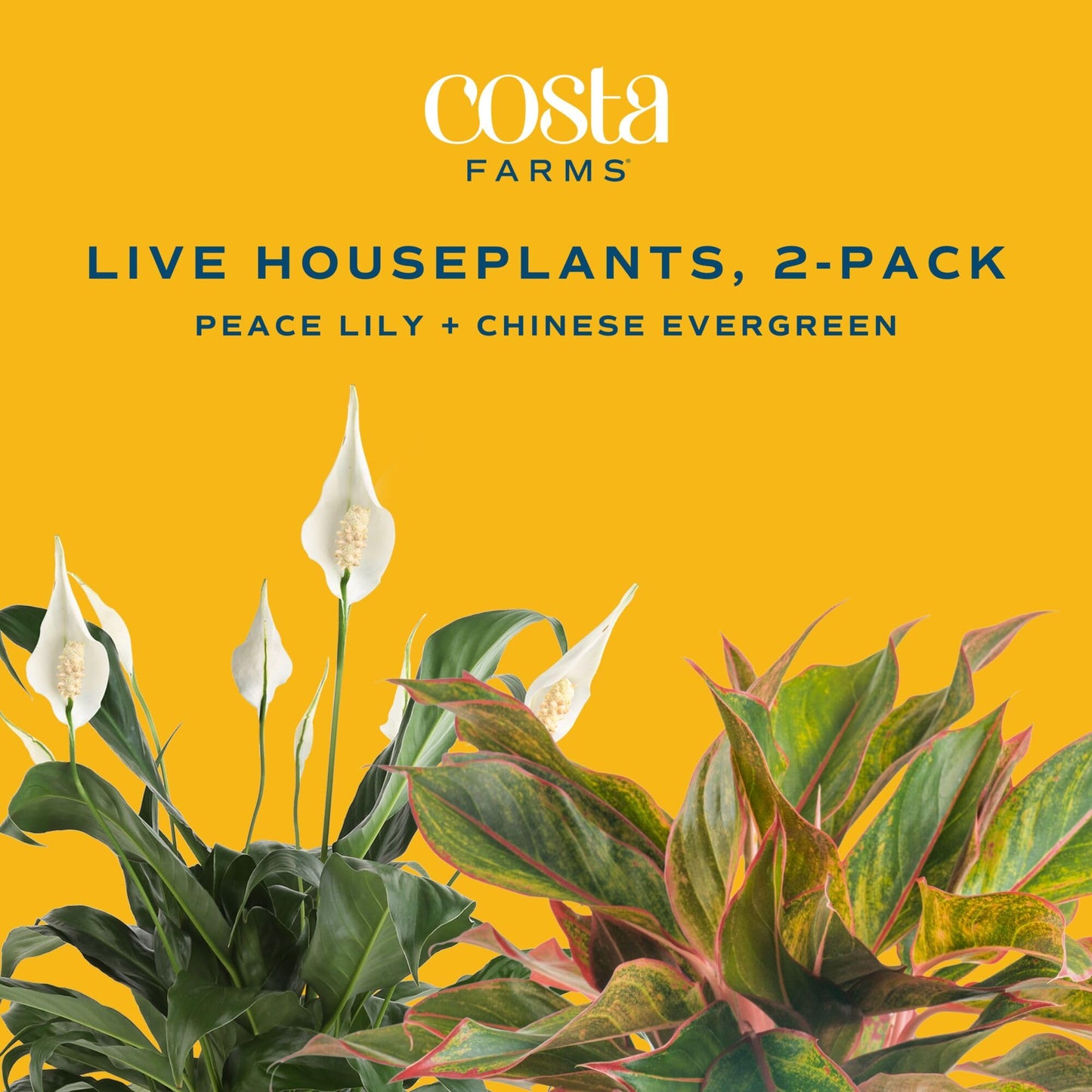 Costa Farms Live Indoor Houseplants (2 Pack) Peace Lily, Chinese Evergreen in Decor Planter Pot, Potting Soil Mix, Birthday, Housewarming Gift, 1 Foot Tall