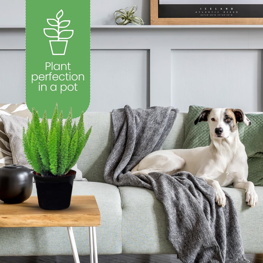American Plant Exchange Foxtail Fern – 6-Inch Pot – Live Easy Care Tropical Plant with Arching Needle-Like Foliage for Indoor Décor, Patios, Containers, Hanging Baskets & Garden Landscapes