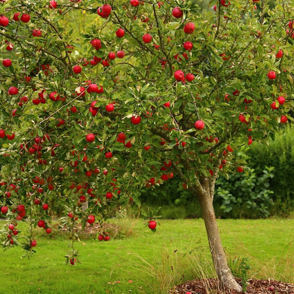 Red Apple Trees Live Plants 3-4 Feet Tall, Sweet Apple Fruit Plants Live 3 Gallon Pot, Hardy Fruit Trees for Planting, No Ship to CA