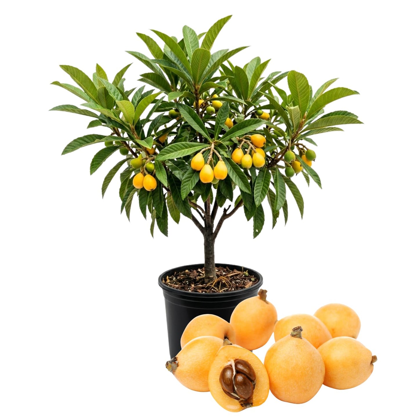 Seedling Loquat Tree Live Plant, Tropical Fruit Tree, Sweet Golden Loquat for Outdoor Garden, 3 Gal, 2-3 Ft Tall, No Ship to CA