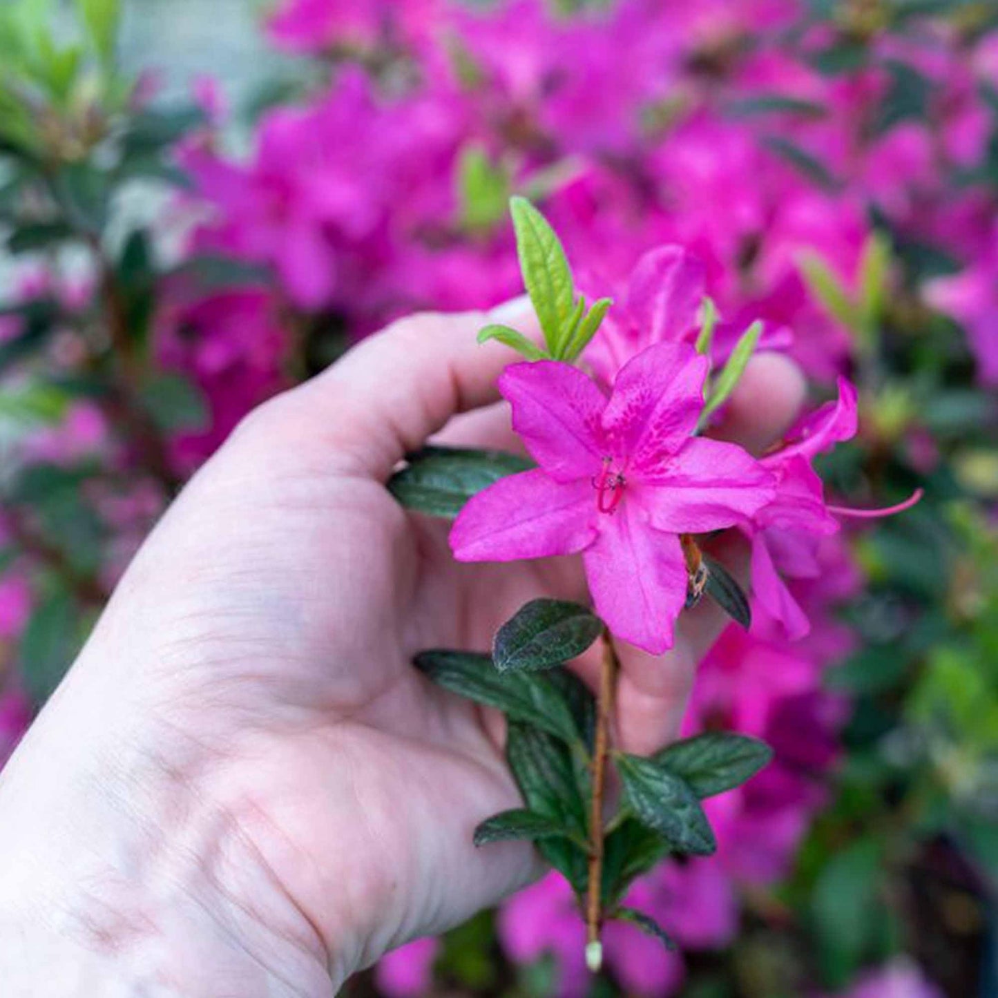 Perfect Plants Encore Autumn Amethyst Azalea in 1 Gallon Pot | Live Flowering Shrub for Landscape & Gardens | Purple Flowers | Hardy Plant for Foundation & Border | Zones 6-10