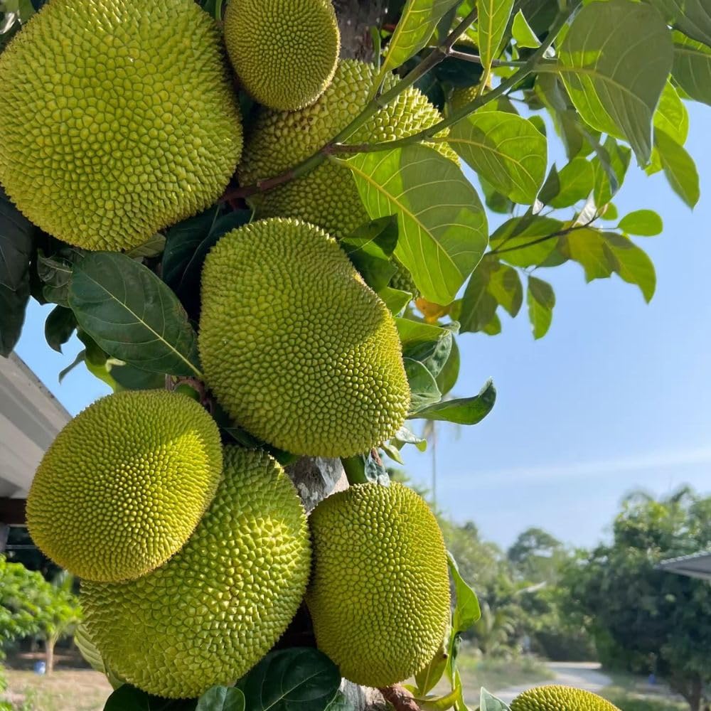 Jackfruit Tropical Live Plant 2-3 Feet in One Gallon Pot, Sweet Jackfruit Fruit Tree for Planting Outdoor, Tropical Jackfruit Fruit Plant for Indoor Outdoor Garden or Landscape