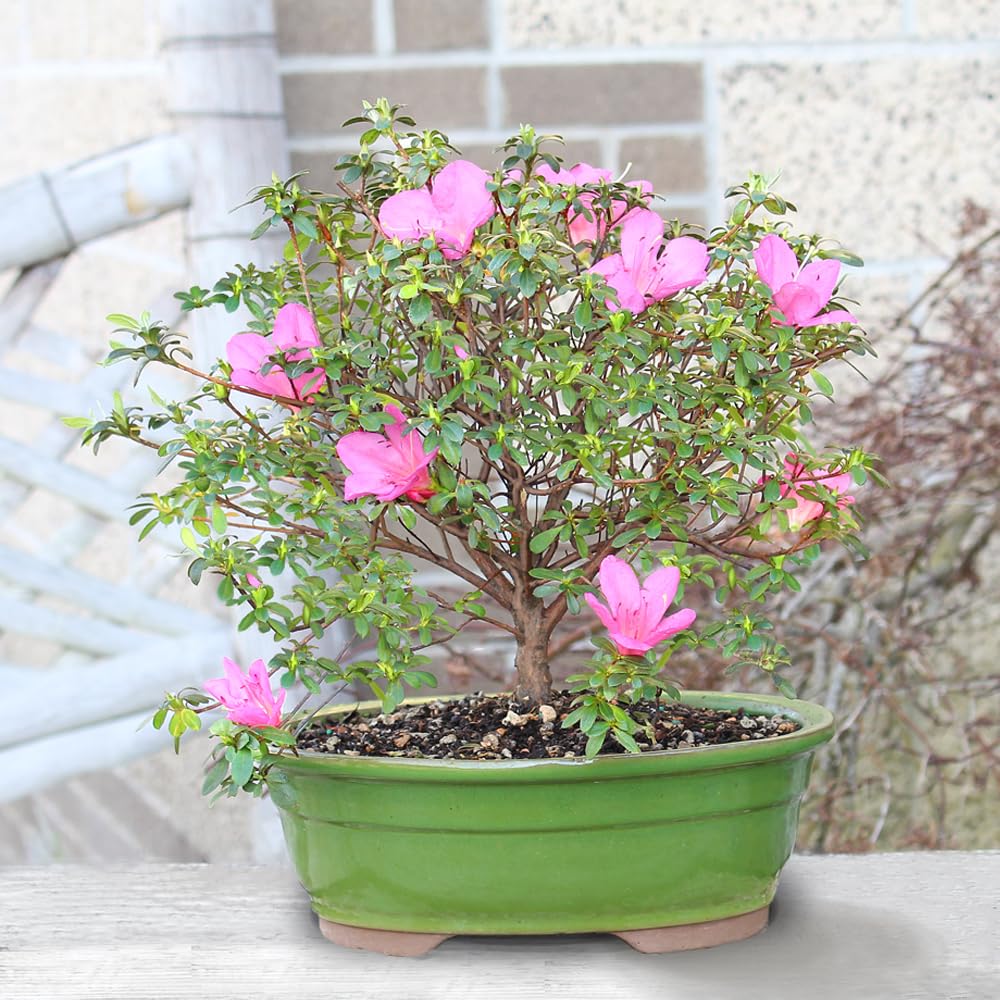 Brussel's Bonsai - Live Satsuki Azalea Flowering Bonsai Tree in Ceramic Bonsai Pot, Outdoor Bonsai Tree Live Plant, 8 Years Old, 10-14 Inches Tall, Easy Care Plant for Patio Garden (Large)