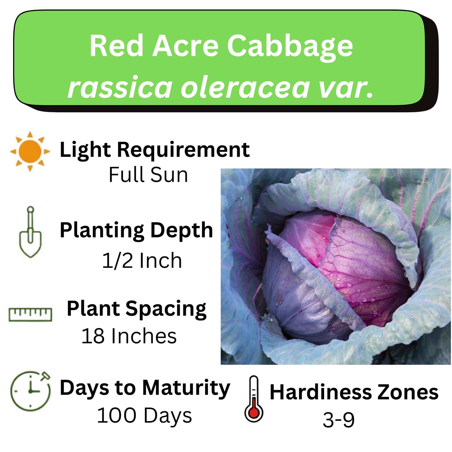 Cabbage Seeds for Planting - Plant & Grow Red Acre Cabbage in Your Home Outdoor Vegetable Garden - Heirloom Non GMO Planting Packets with Full Instructions - Great Gardening Gift, 5 Packets