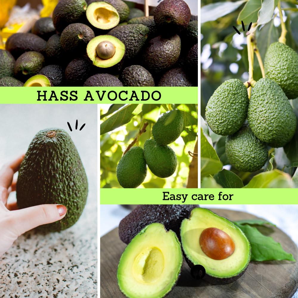 Live HASS Avocado Tree, Avocado Seedlings from 1 to 2 Feet Height, 3 Gal Pot for Edible Gardening, No Shipping to CA