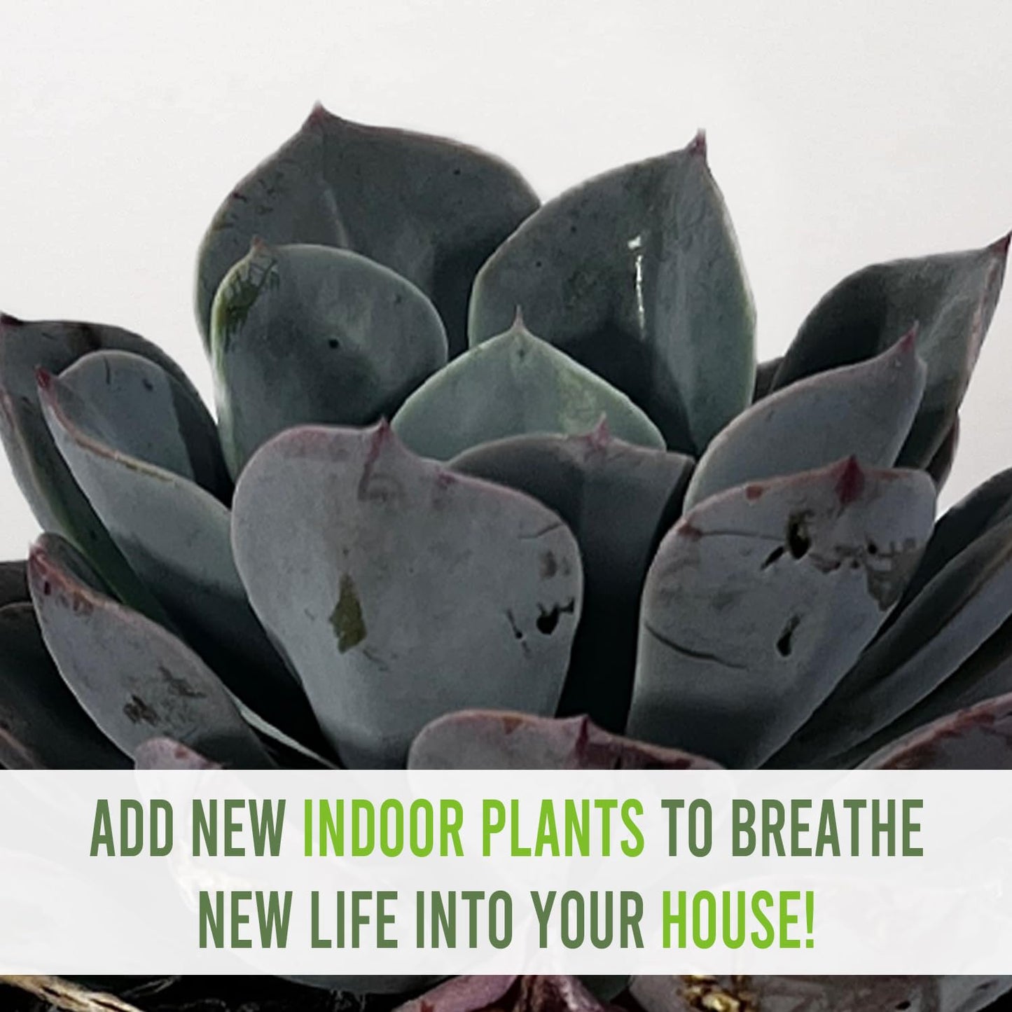 LEAL PLANTS ECUADOR Echeveria Orion (Pack of 2)| Echeveria Succulent Purple Pearl |Natural Décor Plant | Echeveria lilacina x E. pulidonis Evergreen Live Indoor Plant