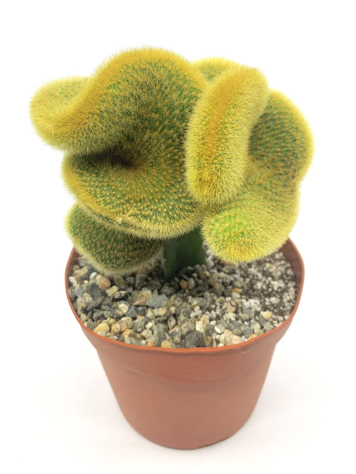 Rare 6" Golden Cactaceae Crested Cactus-Hildewintera Aureispina-Live Cactus Plant, Euphorbia Monstrose Cactus/Succulent.
