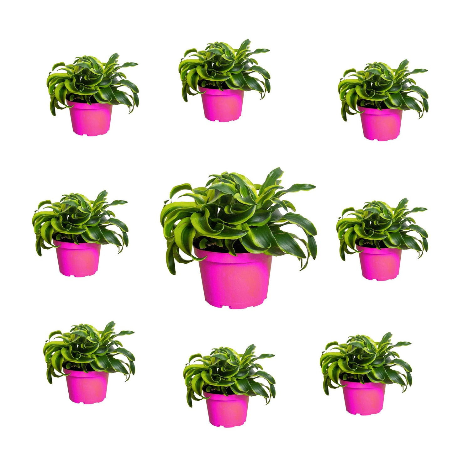 9 Pack Dracaena 'Tornado' in 4in Pot - Live Plants Tropical Houseplants | Variegated | USA Growers | The Snobby Leaf