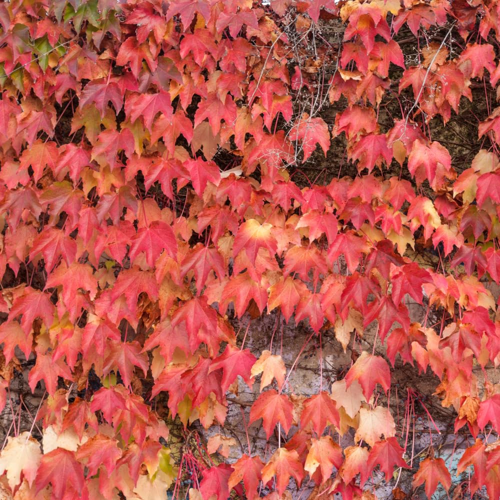 Boston Ivy Plant, Ivy Vine Plants Live Perennial Ground Cover, 2.5 Inc Pot