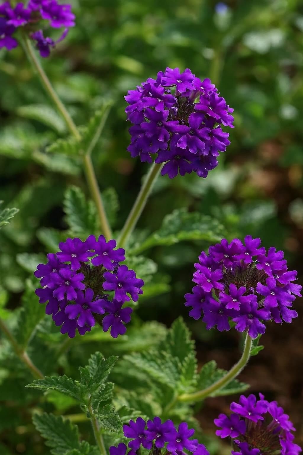 Perennial Farm Verbena x 'Homestead Purple' – Live Perennial in #1 Container, Deep Violet Blooms, Spreading Groundcover, Long Blooming, Heat Tolerant, Perfect for Borders, Containers & Pollinators