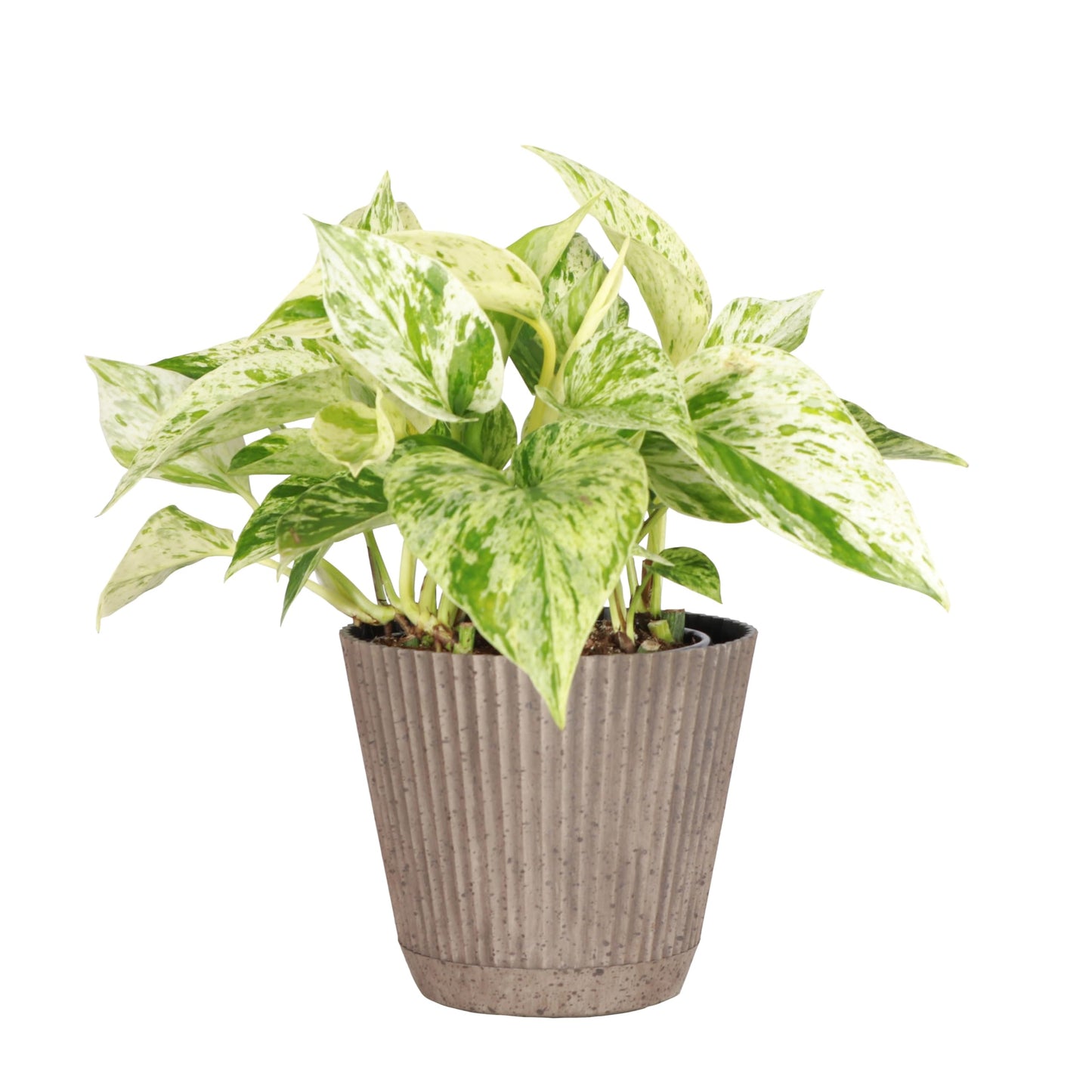 Thorsen's Greenhouse Marble Queen Pothos, Live Indoor Plant, Easy to Grow, Rare Variegated Houseplant, Natural Air Purifier, 4-inch Diameter Pot (Coffee)