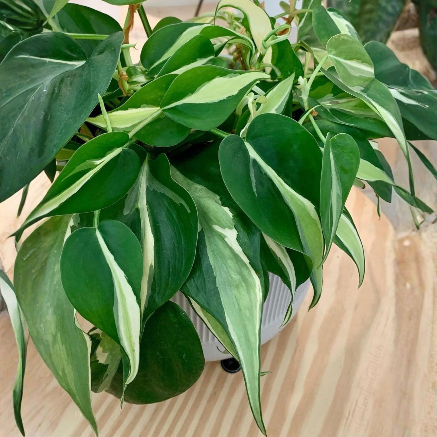 Philodendron Plant in 4 Inch Pot, Tropical Indoor Houseplant, Easy Care Foliage Plant for Home, Office, or Patio (Silver Stripe Philodendron)