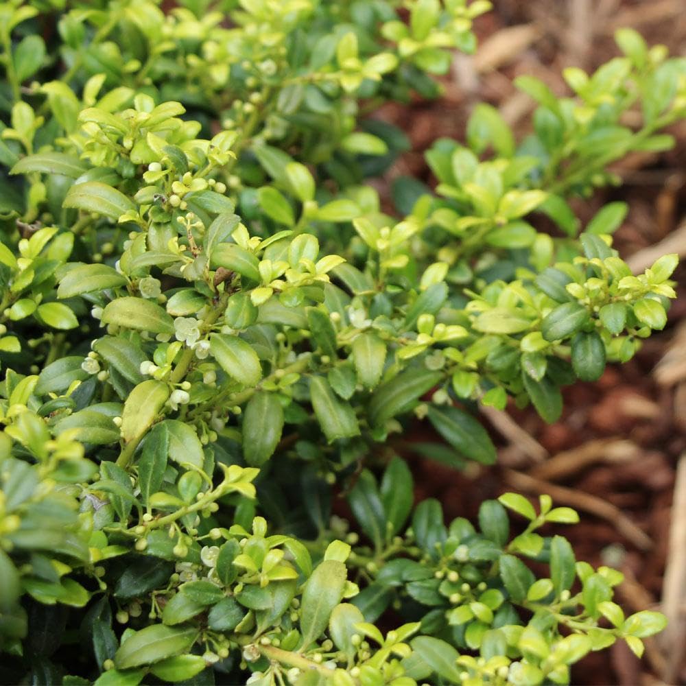 Brighter Blooms - Soft Touch Holly Shrub, 3 Gallon - No Shipping to AK, AZ, HI, OR