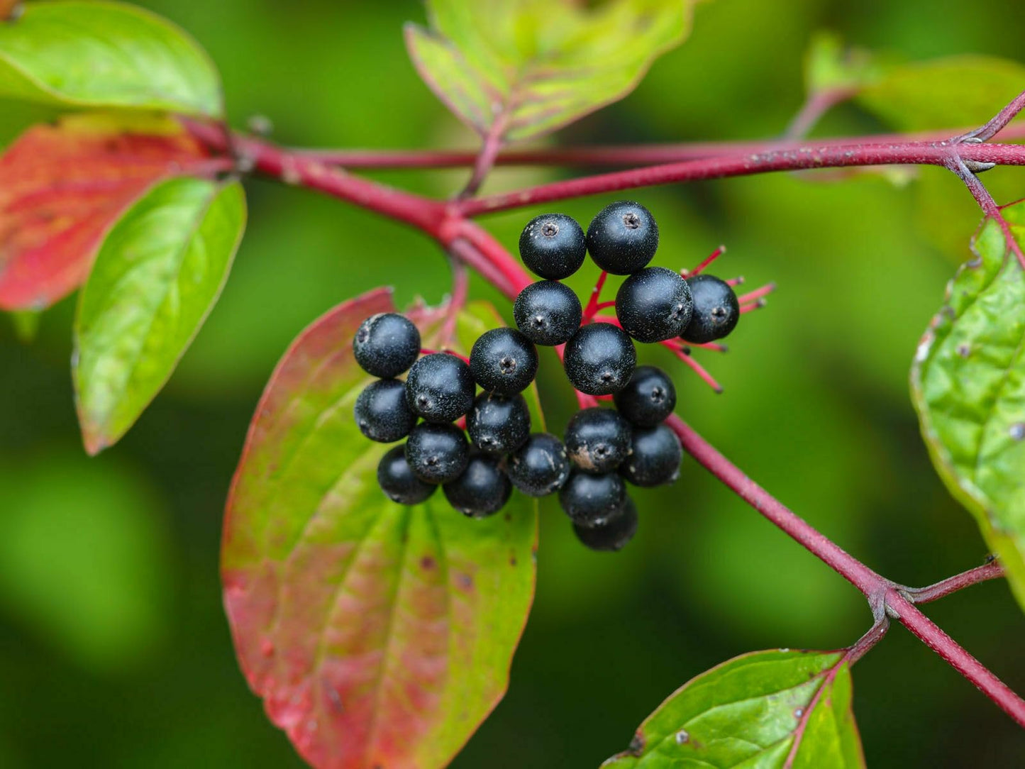 Live Plant - Nannyberry Viburnum Shrub/Bush/Tree - 18-24" Tall Live Plant - Viburnum lentago