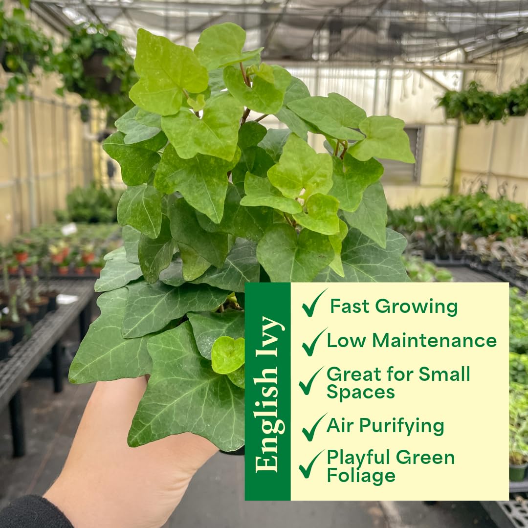 Thorsen's Greenhouse Live Green English Ivy Plant, Hedera Helix, Natural Air Purifier, Easy to Grow, Live Indoor Houseplant, 4" Diameter Pot (3 Pack Nursery Pots)