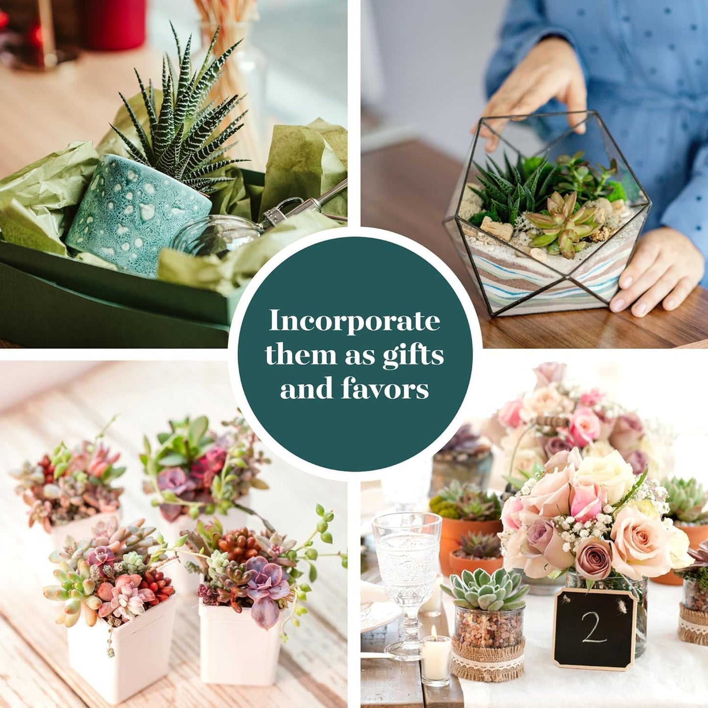 Shop Succulents Spring Beauties Bulk Succulent Plant Pack – Live Mini Succulent Plants, Bright Colorful Mix, Easy Care Houseplants – Gardening, Terrariums, Gifts & Party Favors, 2" Pots