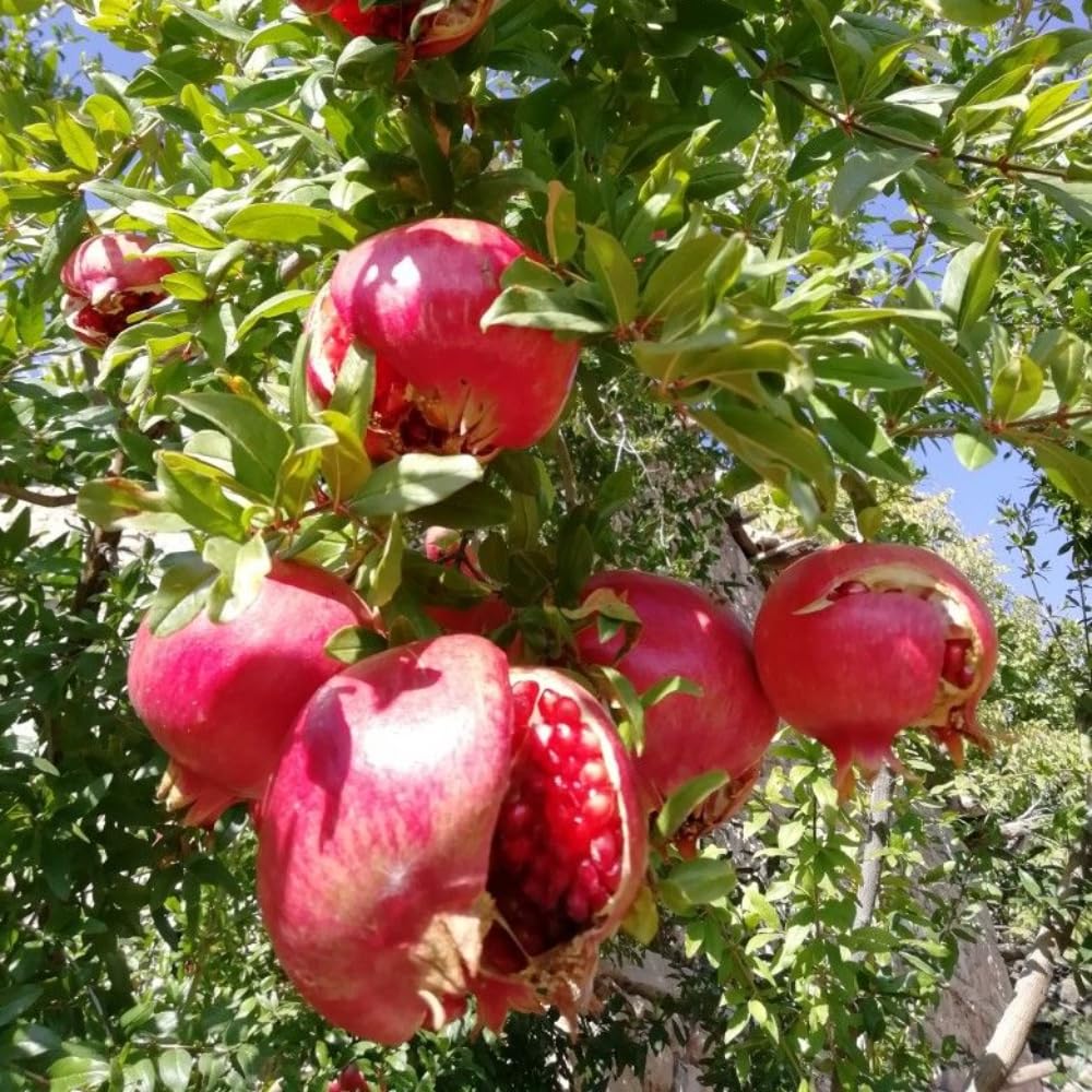 Cold Hardy Pomegranate Tree in Gallon Pot, 20-24 Inches Tall, Live Pomegranate Farfianka Plant, Easy-Care Strong Rooted Plant, Beautiful, Hardy Tree for Outdoor Growing, No Ship to CA,HI,AK