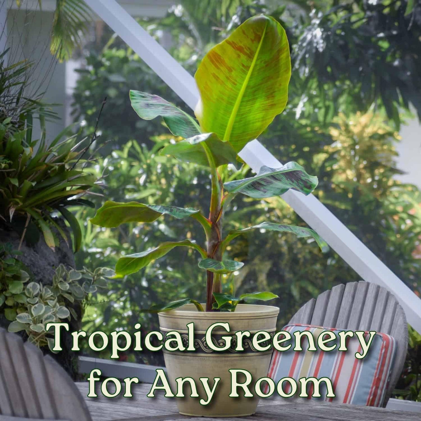 Tropical Plants of Florida Dwarf Cavendish Banana Tree Live Plant 3 Gallon Nursery Pot, 28 to 38 Inch Tall Edible Banana Plant, Tropical Patio Outdoor Tree