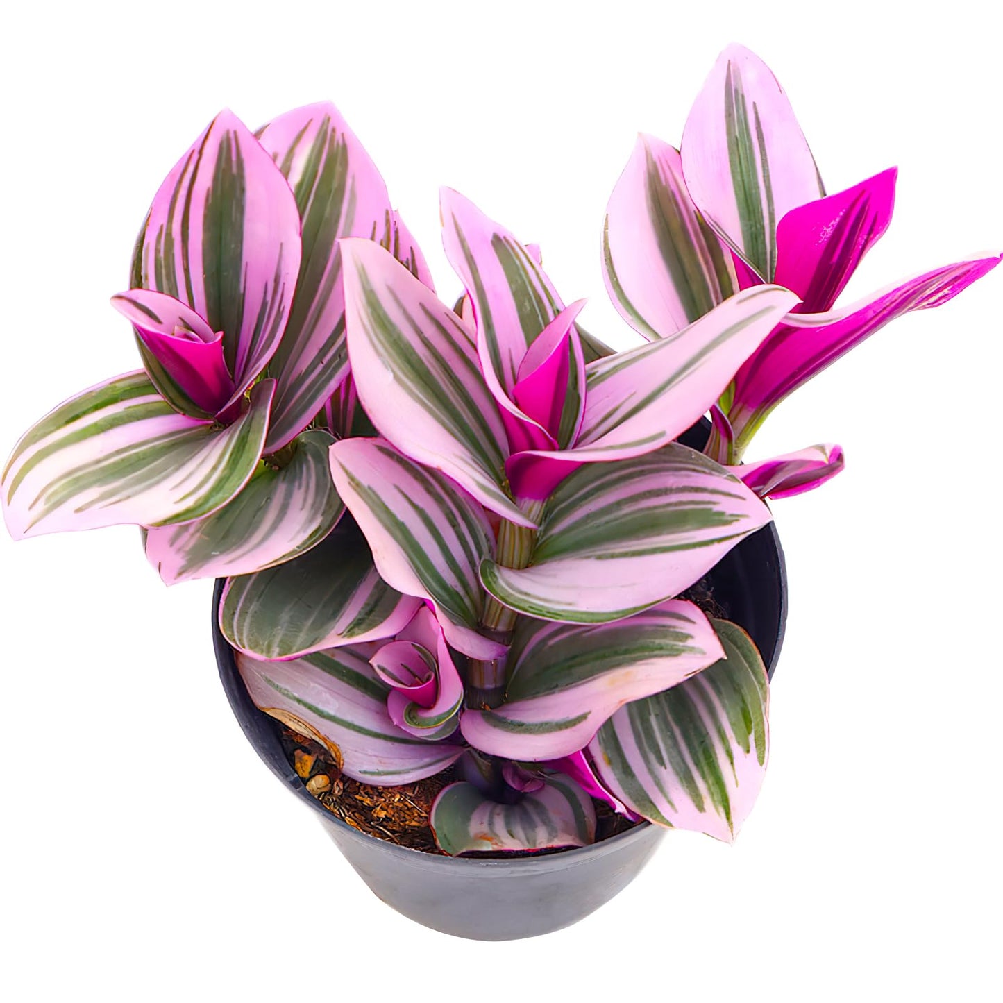 Sprout N Green Tradescantia Nanouk, Rare Pink Live Succulent Fully Rooted in 4" Pot, Trailing Houseplant for Indoor Outdoor Home Office Wedding Hanging Decor, Keep Away from Pets, Easy to Care