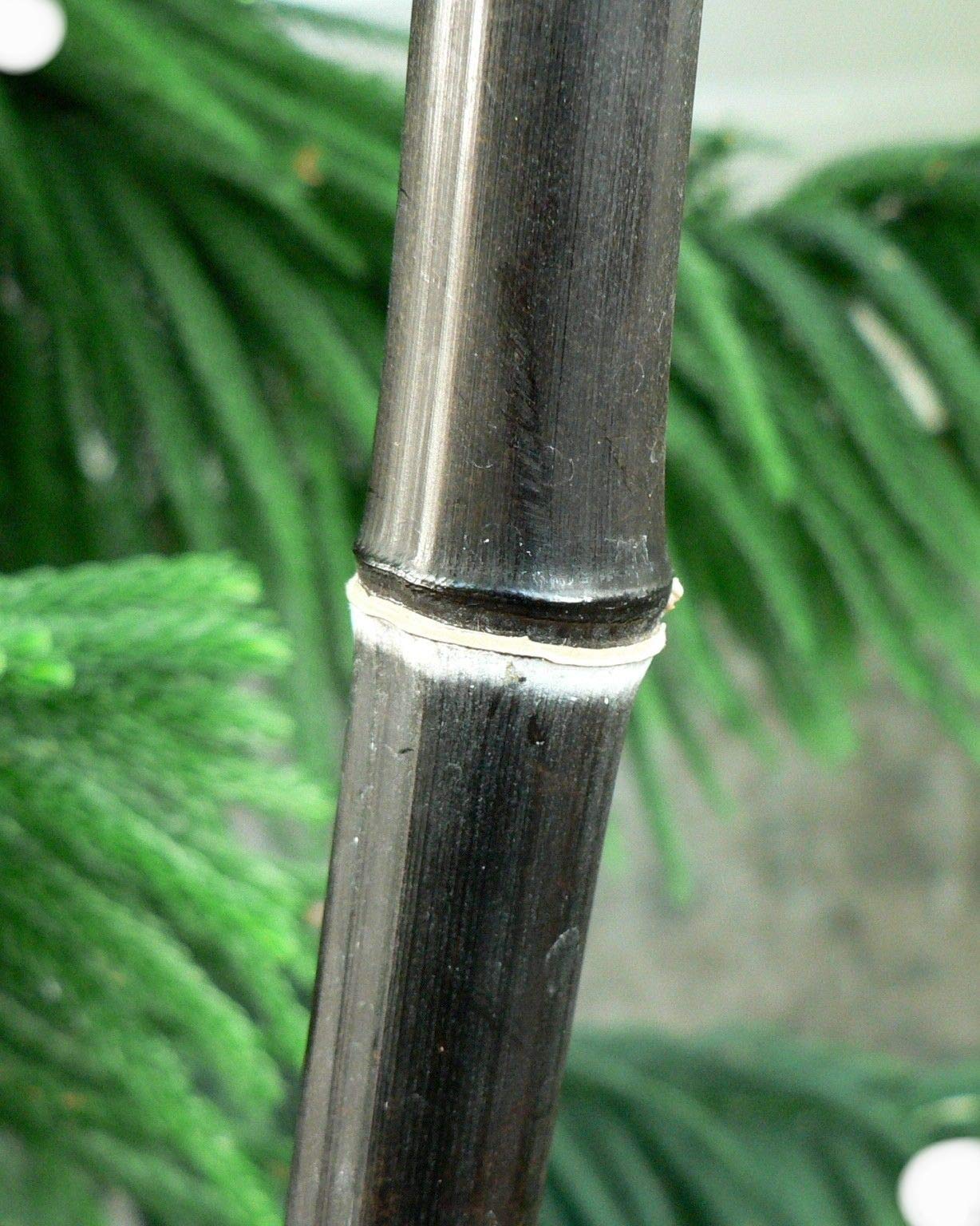 Box of 4 Plants - Black Bamboo - Giant Timber Bamboo - Phyllostachys Nigra - 1 Gallon Size t