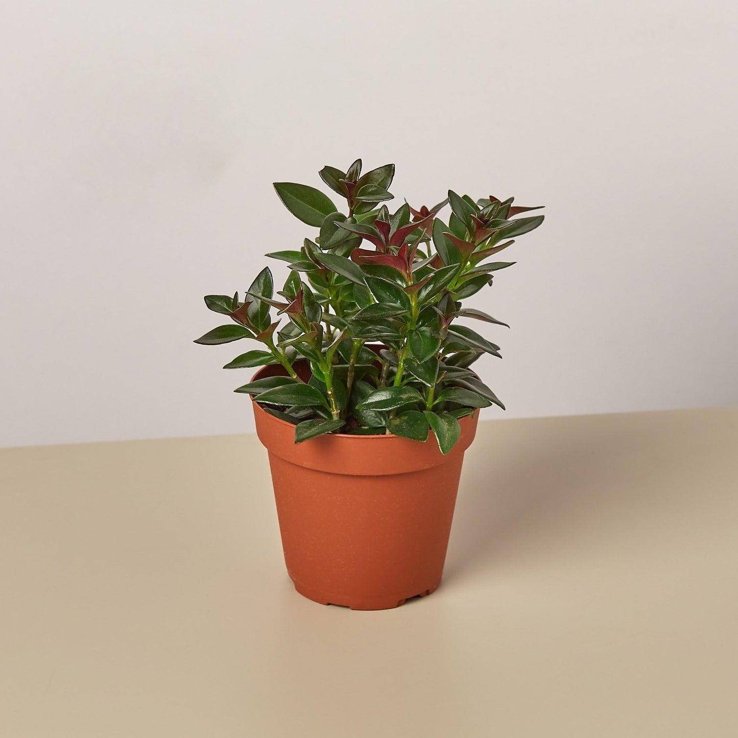 Nematanthus Black Goldfish Plant | Live Plant for Indoor & Outdoor | for Living Room, Office, Bathroom | (4" Pot)