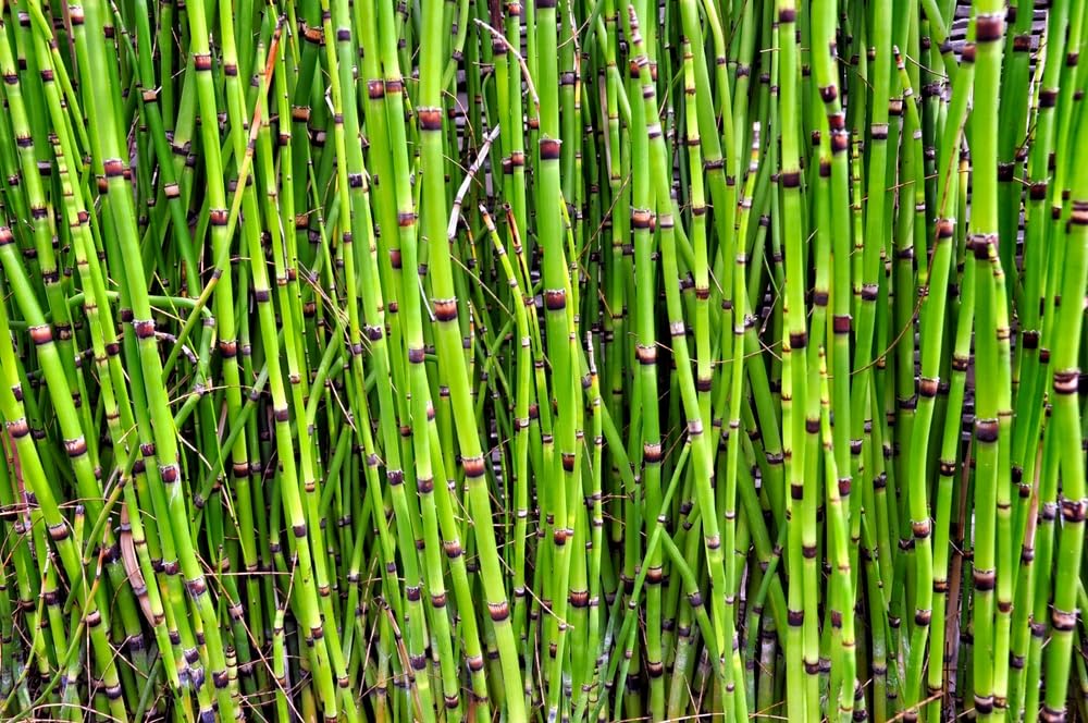 Horsetail Plant Cuttings to Grow - Equisetum - Great Aquatic Feature, Koi Pond Aquascape (10 Cuttings)