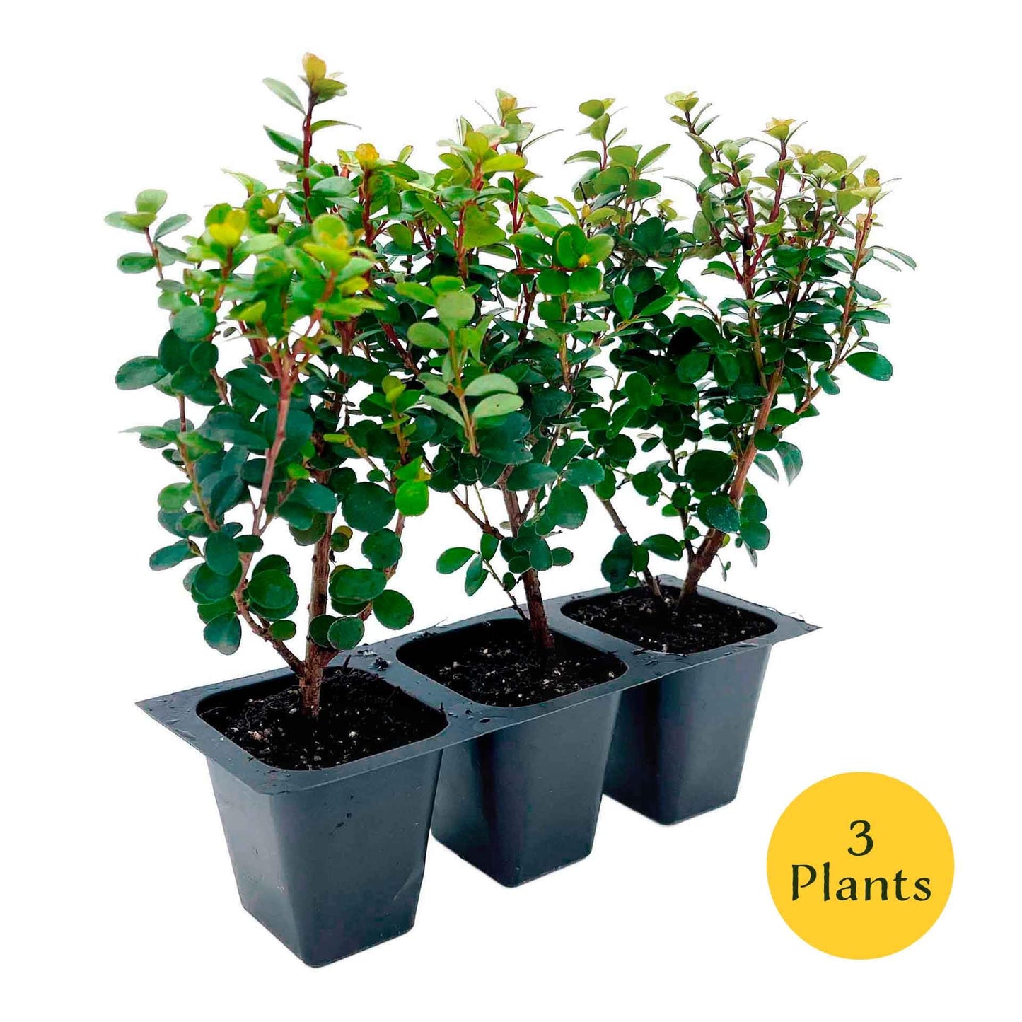 3 African Boxwood Myrsine – Dense Evergreen Shrub for Low Hedges, Borders & Topiary Landscapes (Myrsine africana) in 2.5” Cubes, Live Plants