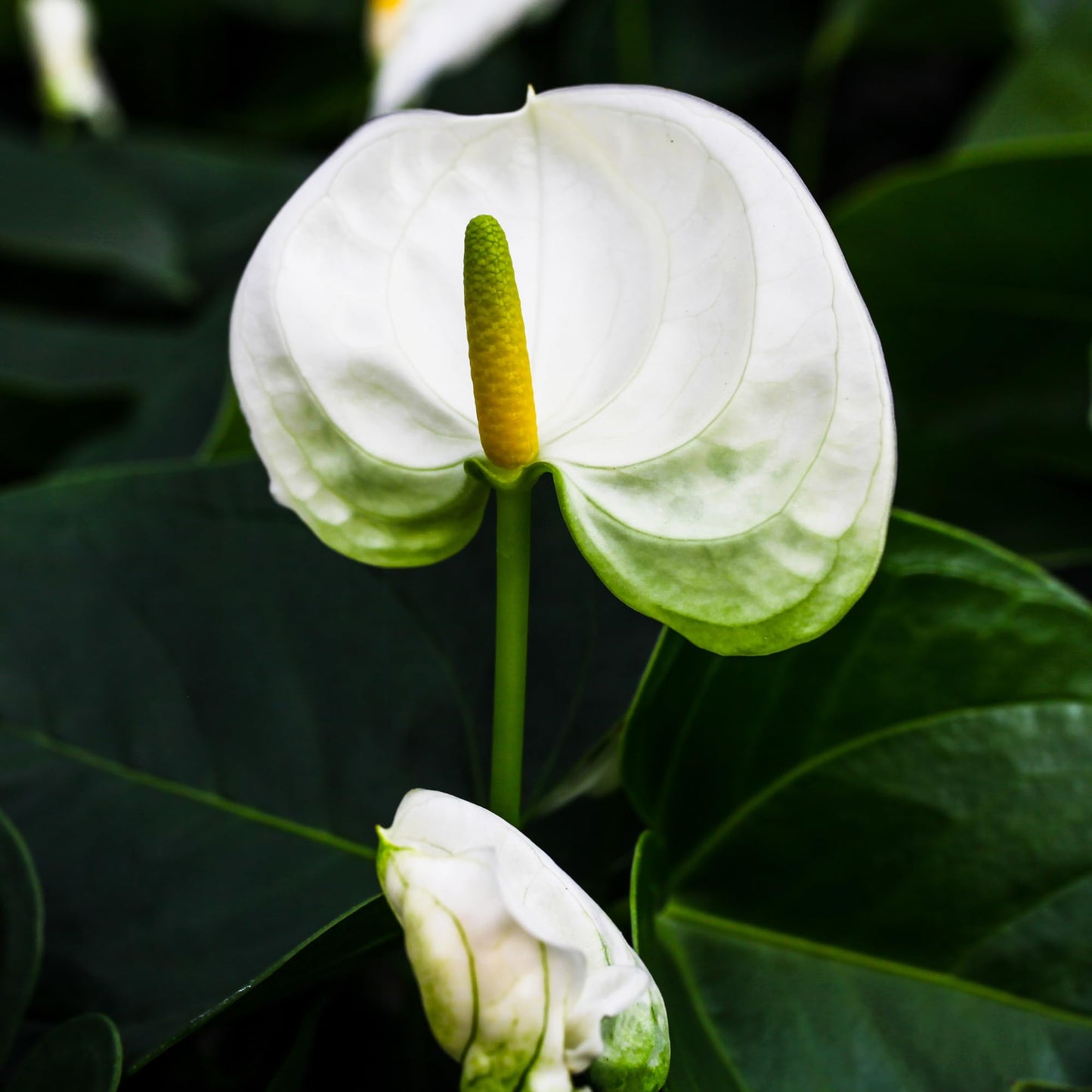 Green Circle Growers 5" White Anthurium in 5" Hollywood-Pink Pot, Live Indoor Plants, House Plant