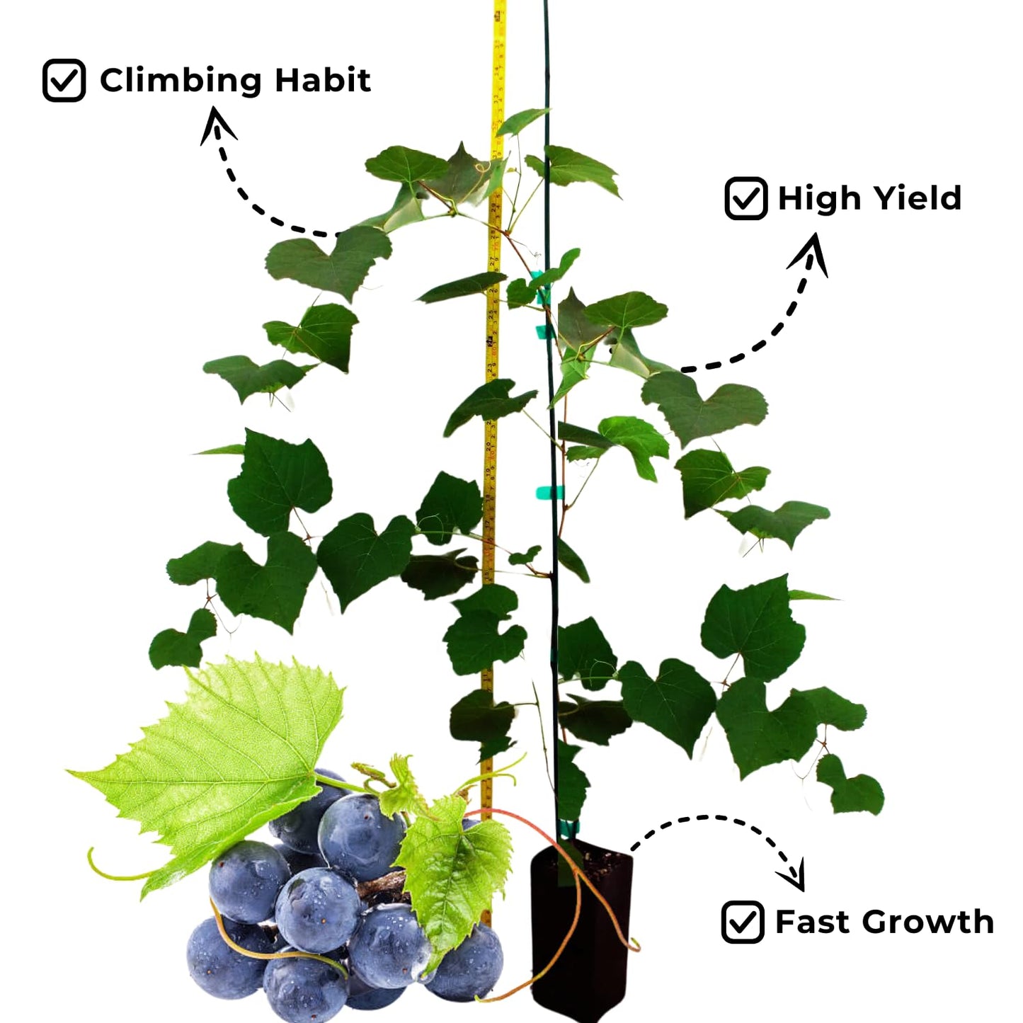 Grape Vine Plant Live for Planting Outdoors, Grape Plant Live Grape Tree to Grow 1-2 Years Old Well-Rooted, Black Grape Fruit Tree Live Plant (Venus Grape)