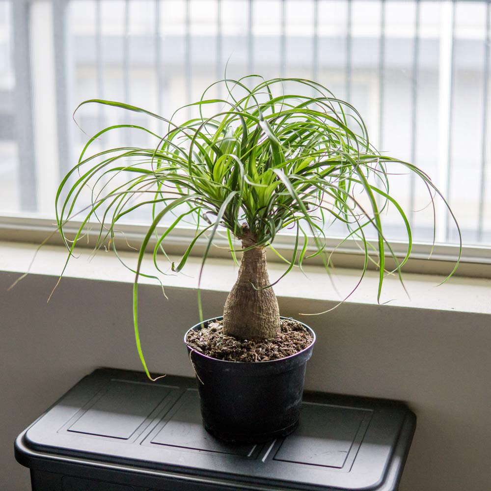 Perfect Plants Ponytail Palm | Beaucarnea Recurvata | 10in Tall | Easy Care Houseplant | Perfect for Bright Light Conditions, 6 in Grower's Pot, | Air Purifying