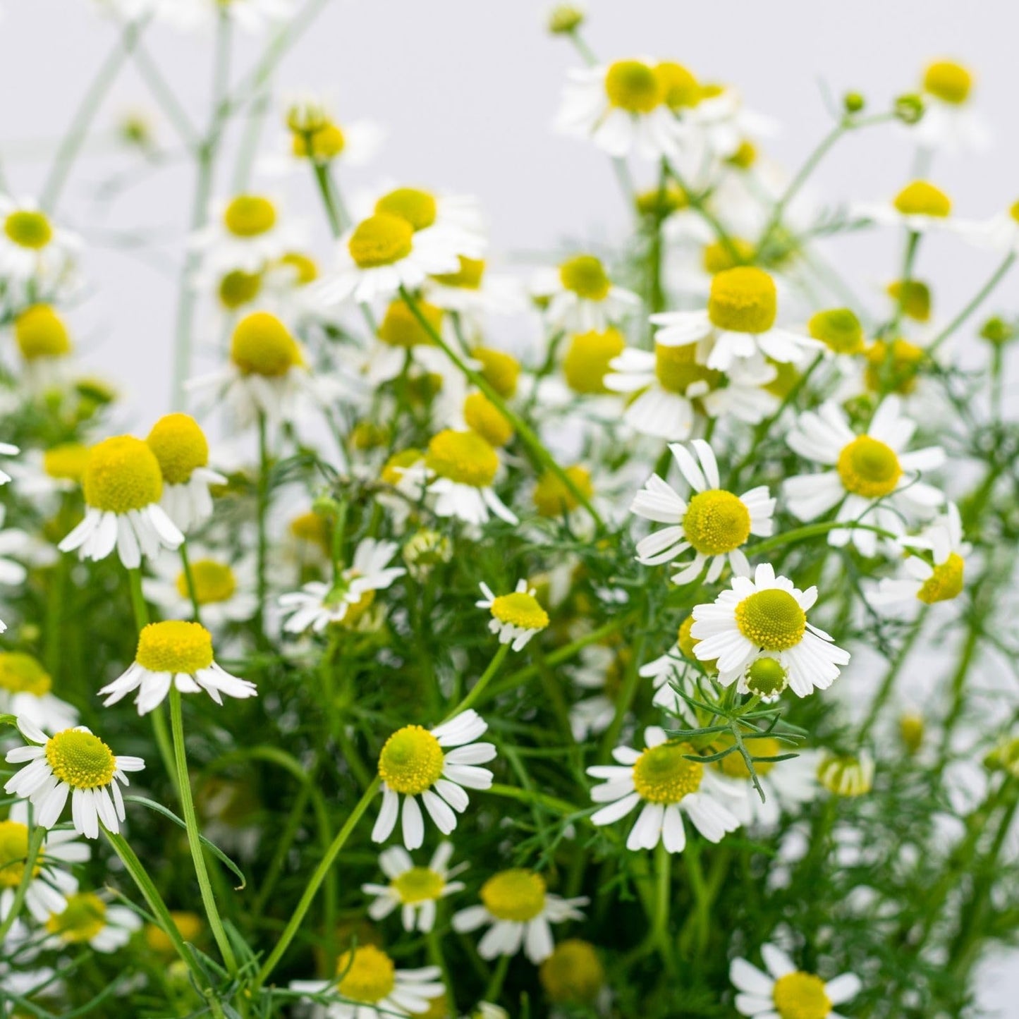 Clovers Garden Chamomile Herb Plants – Two (2) Live Plants – Non-GMO - Not Seeds - Each 4" to 8" Tall – in 4" Inch Pots - Attracts Polinators, Edible, Medicinal