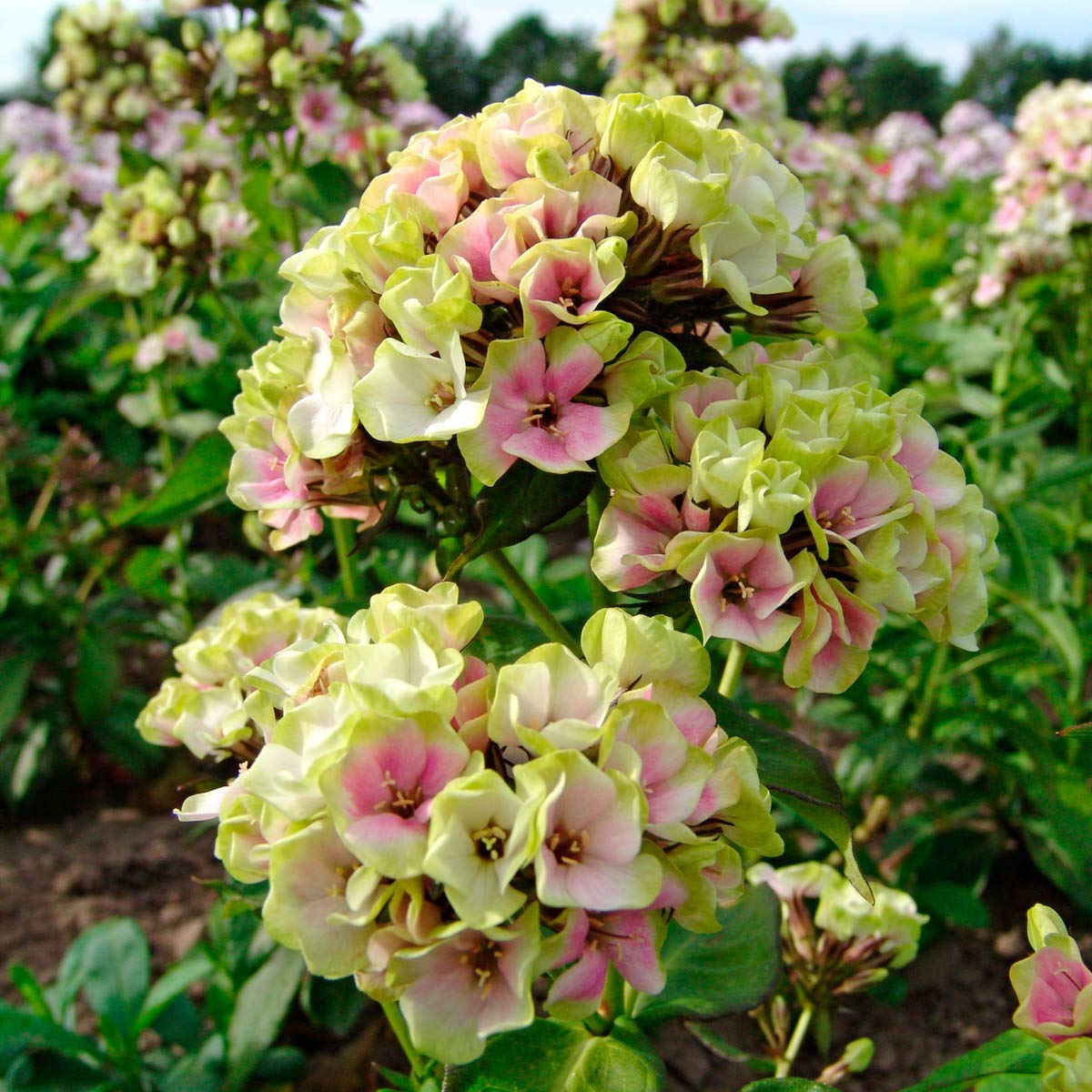 SPRING HILL NURSERIES - Crème de la Crème Tall Perennial Phlox - A Color Changing Summer Blooming Beauty That Will Enhance The Color in Your Landscape - Includes one bareroot Plant per Offer