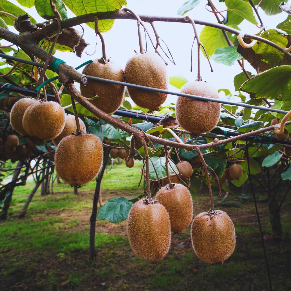 3 Kiwi Tree Live Plants, Cold Hary Kiwi Plants Live from 5 Inc Tall, Easy to Plant Vine Garden